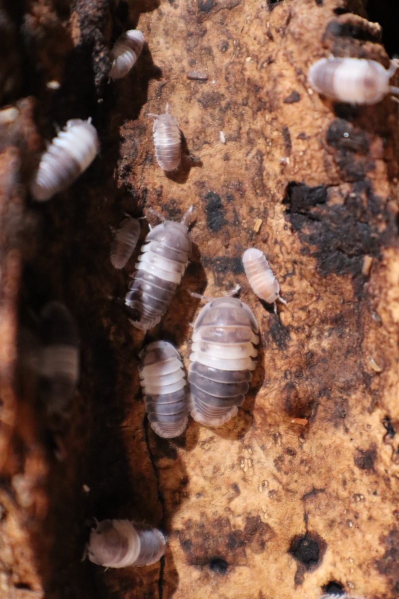 Cubaris SP Panda King - TerraLife