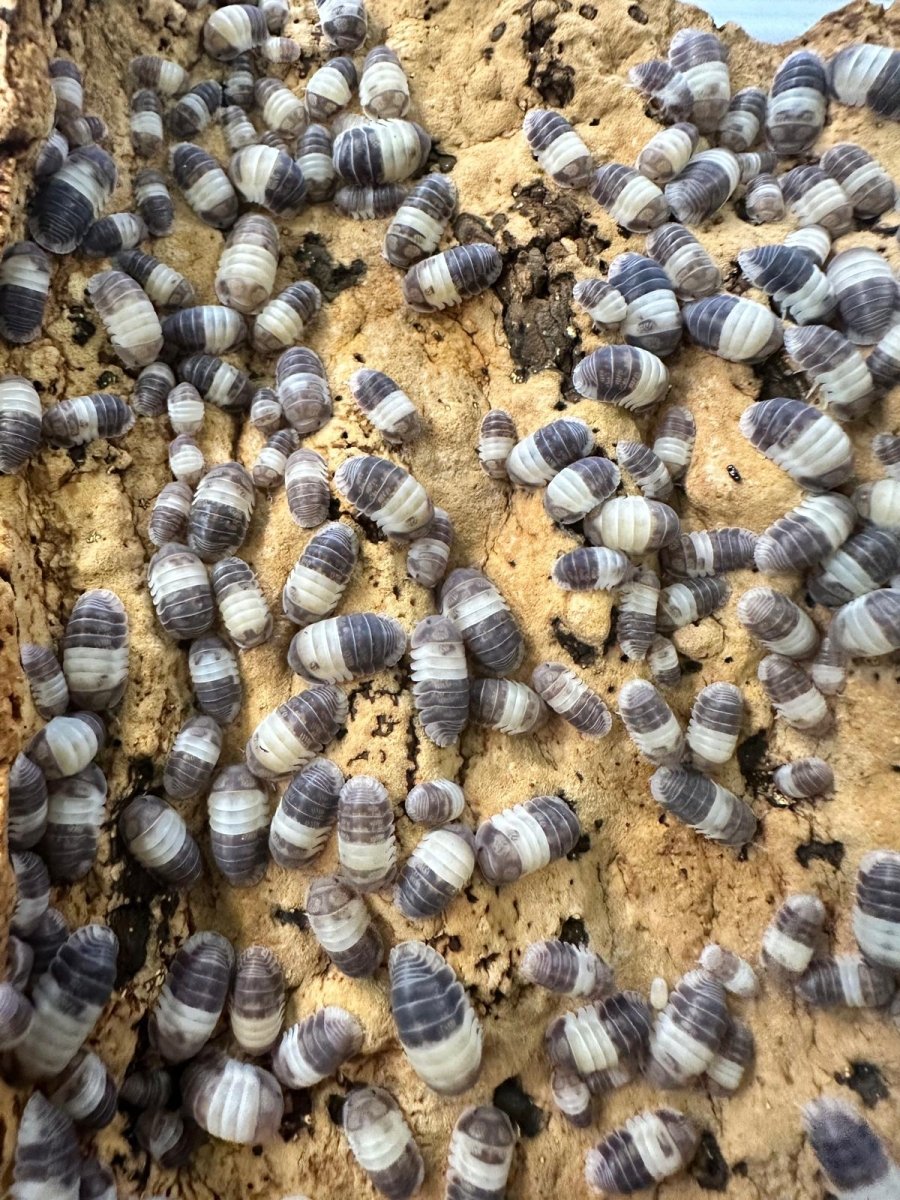 Cubaris SP "Panda King" - TerraLife