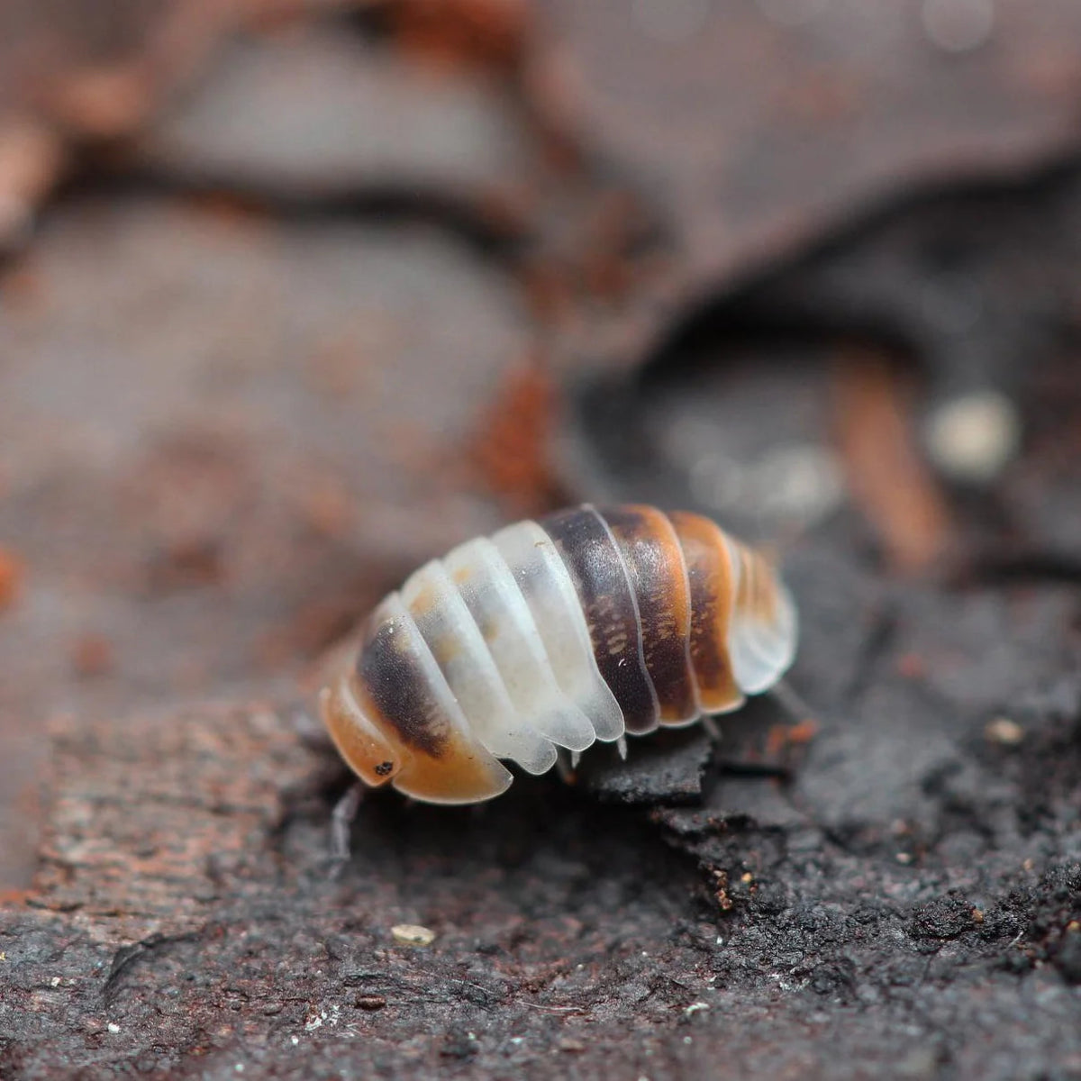 Cubaris sp. "White Shark" - TerraLife