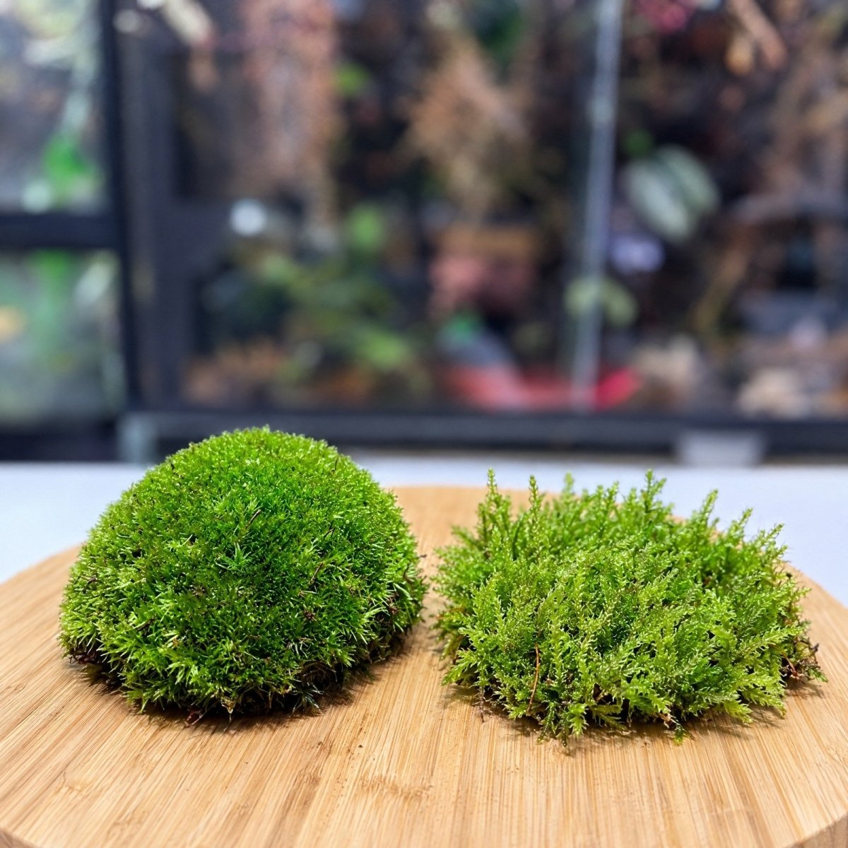 Duo Mousses – Cushion Moss + Mousse de Forêt - TerraLife