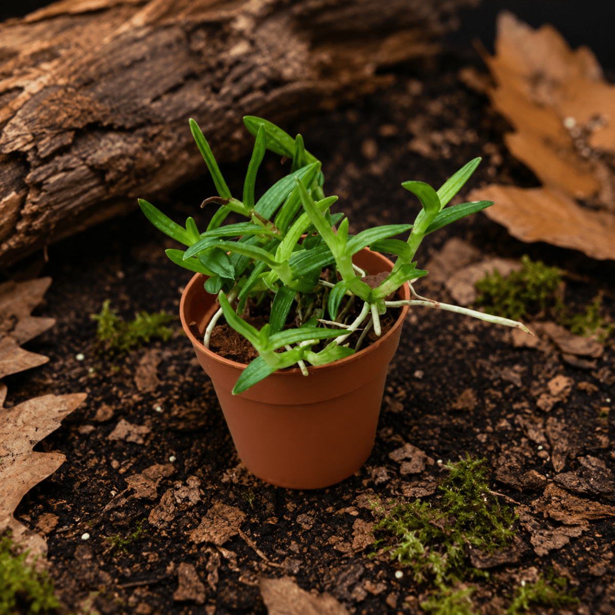 Epidendrum porpax – Orchidée miniature tapissante pour terrarium tropical - TerraLife