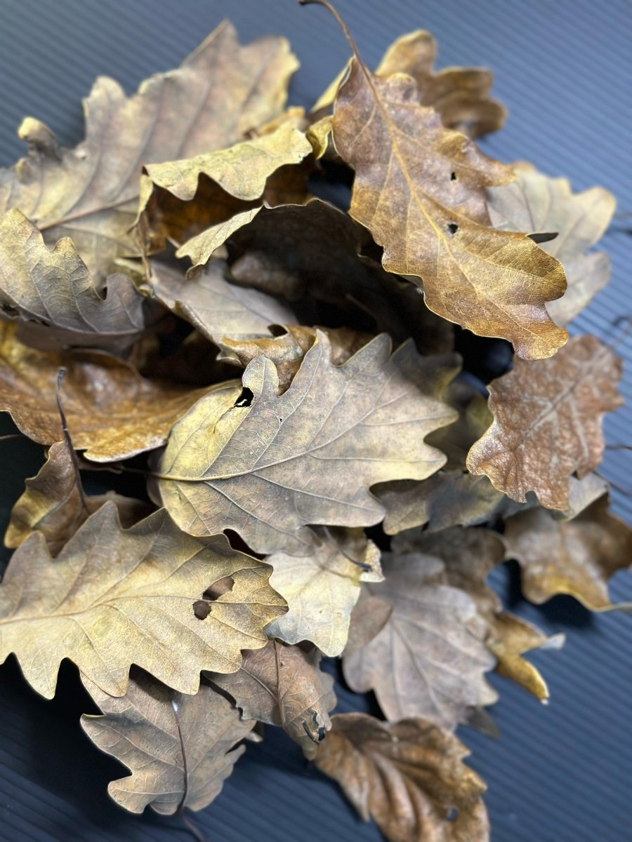Feuilles de chêne - TerraLife