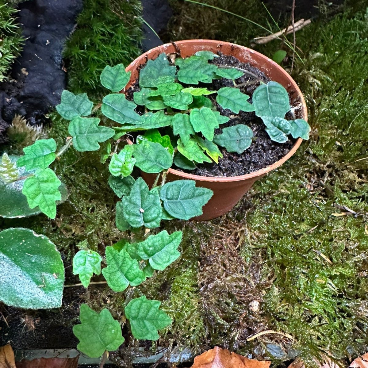 Ficus Pumila Quercifolia - TerraLife