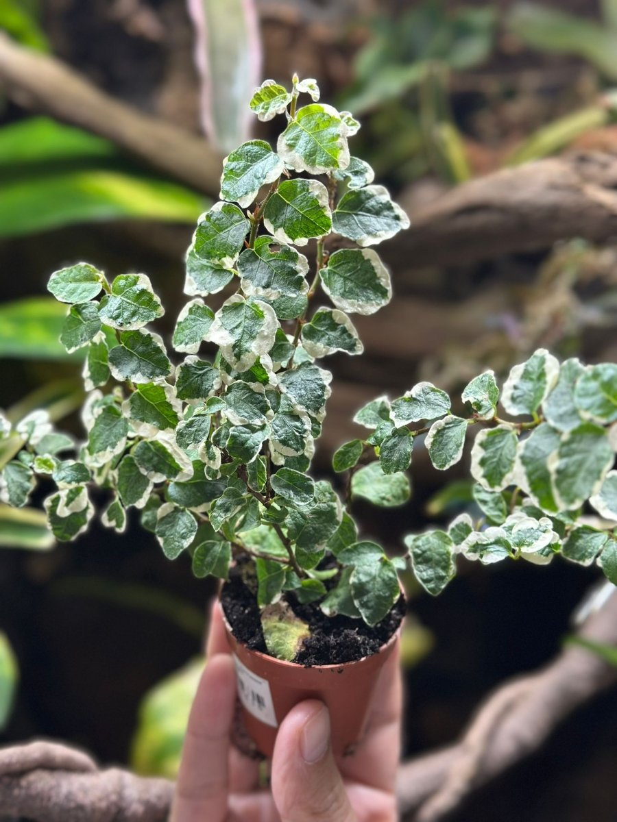 Ficus Pumila "Sunny" - TerraLife