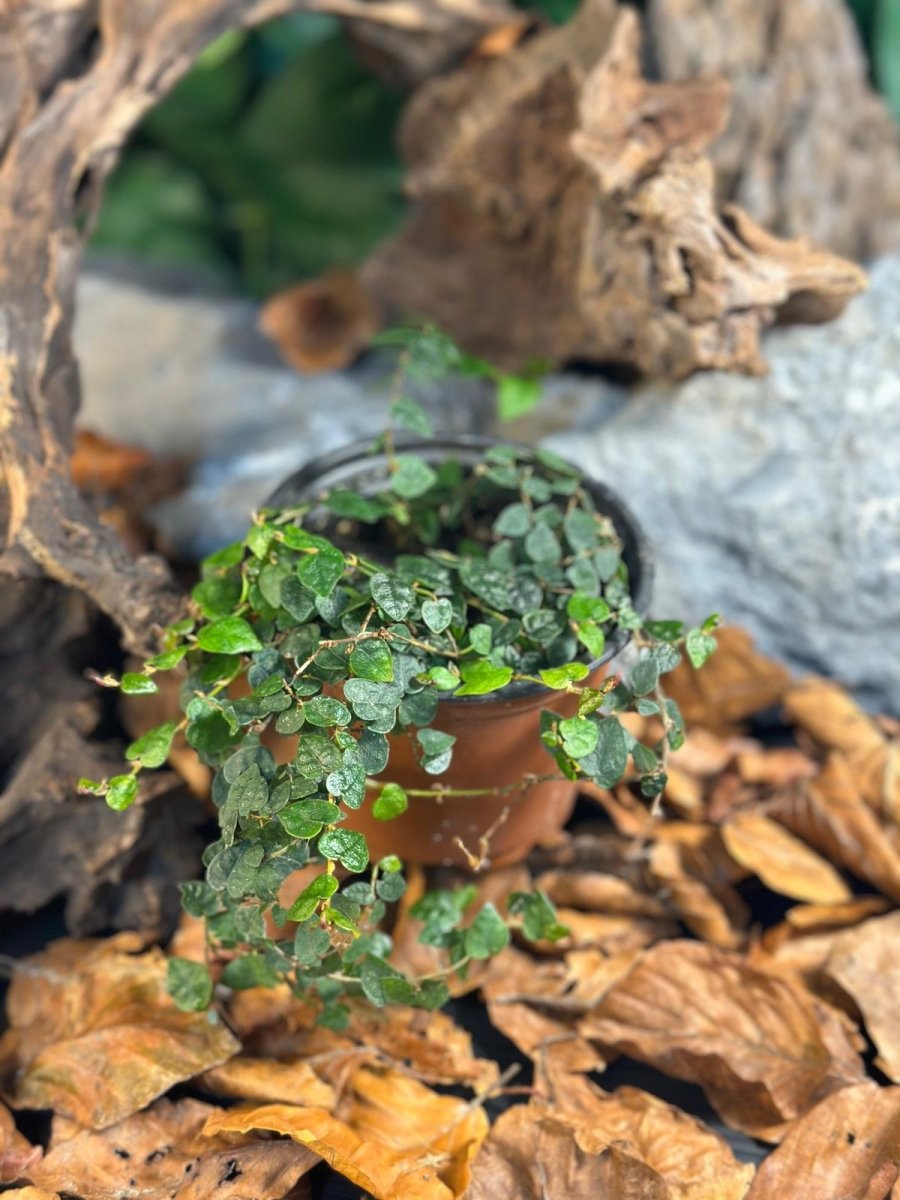 Ficus Pumilia - TerraLife