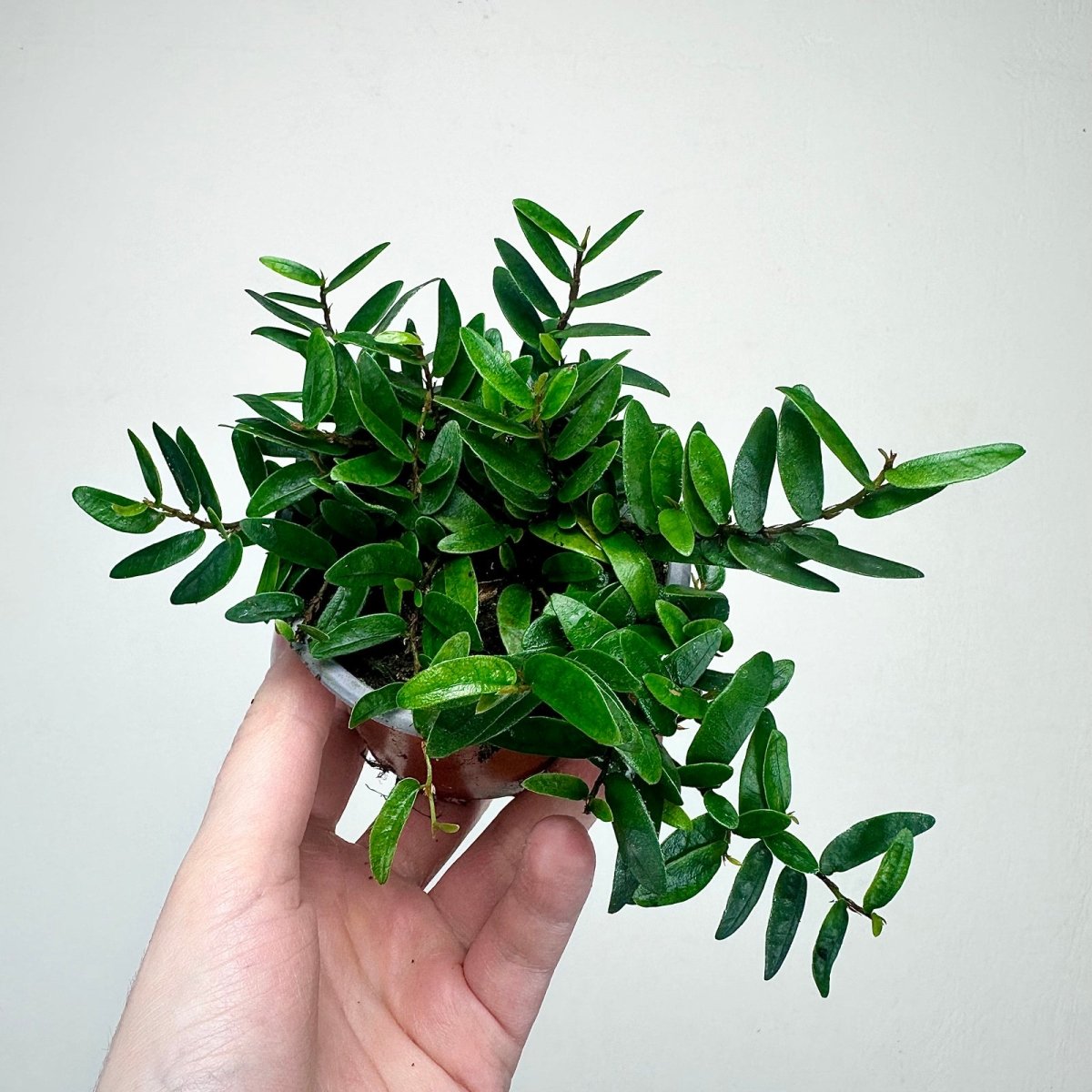 Ficus Punctata - TerraLife