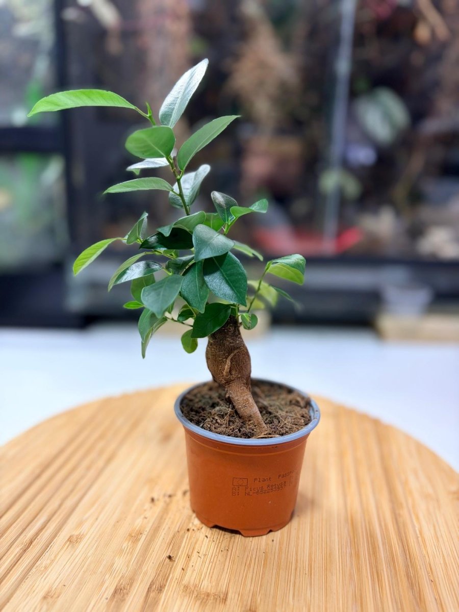 Ficus retusa – Bonsaï Naturel pour Terrarium Ouvert & Vivarium Tropical - TerraLife