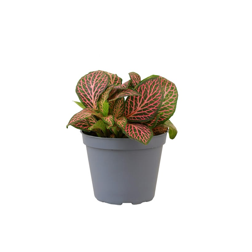 Fittonia albivenis "Pink" - Plante Tapissante - TerraLife