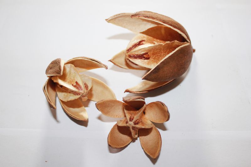 Fleur de Wild Lilly - TerraLife