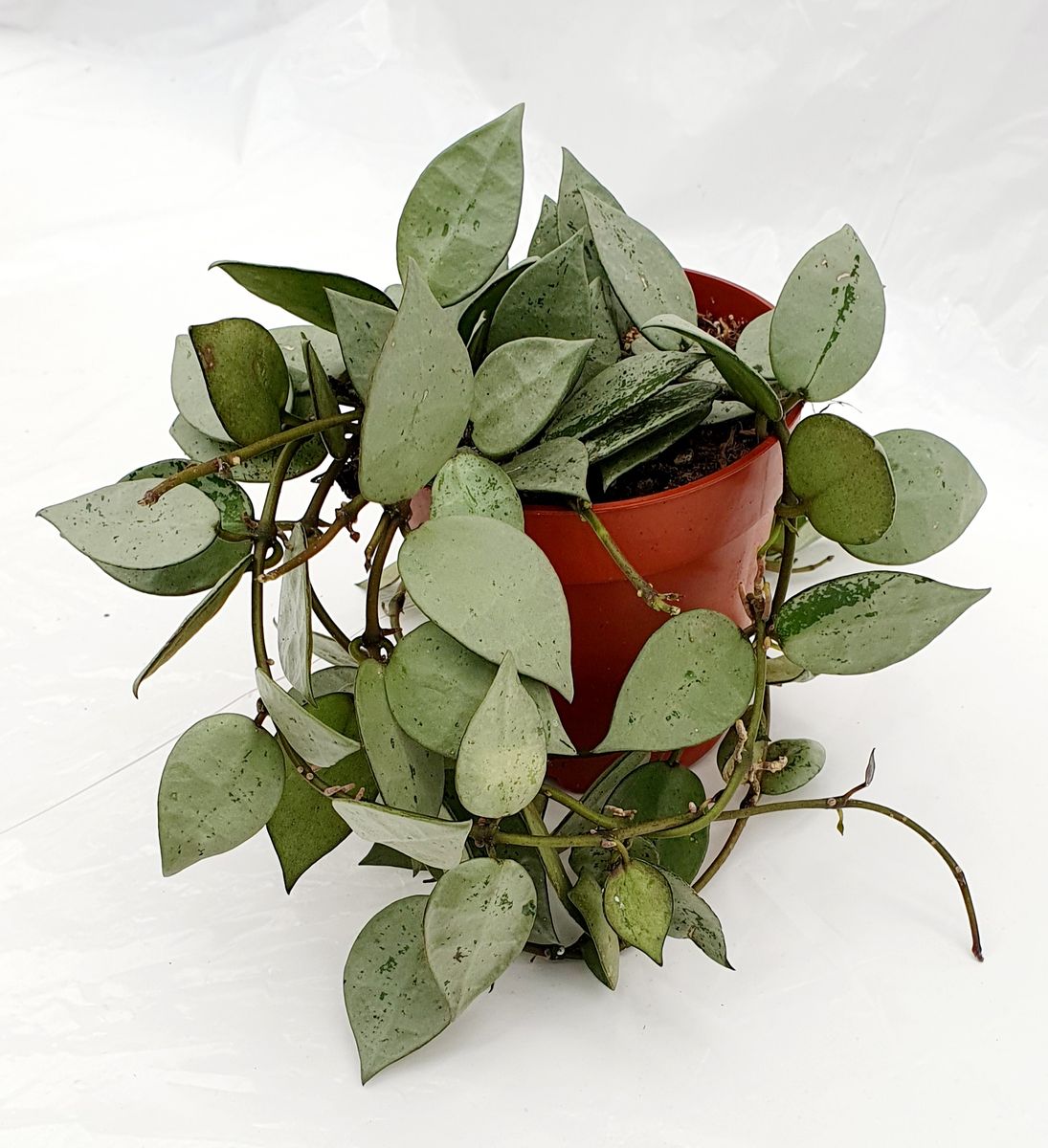 Hoya Krohniana Eskimo - Plante de terrarium argentée - TerraLife
