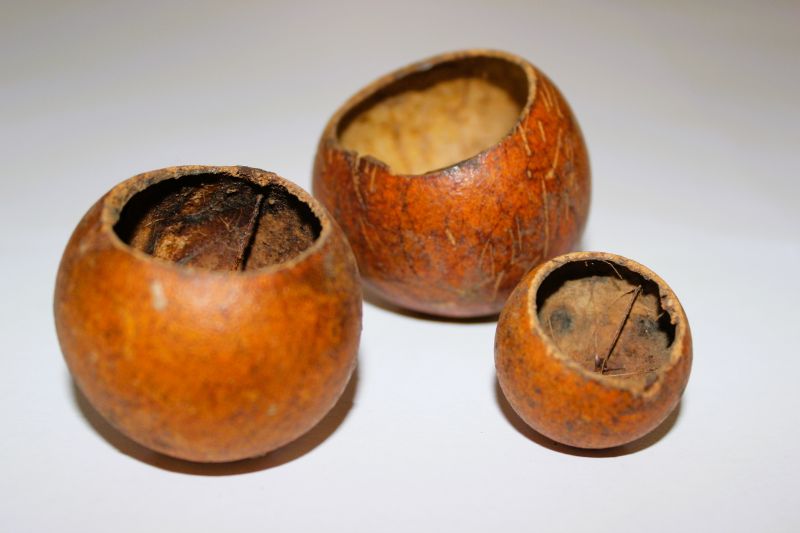 Kuchipal Nut - TerraLife