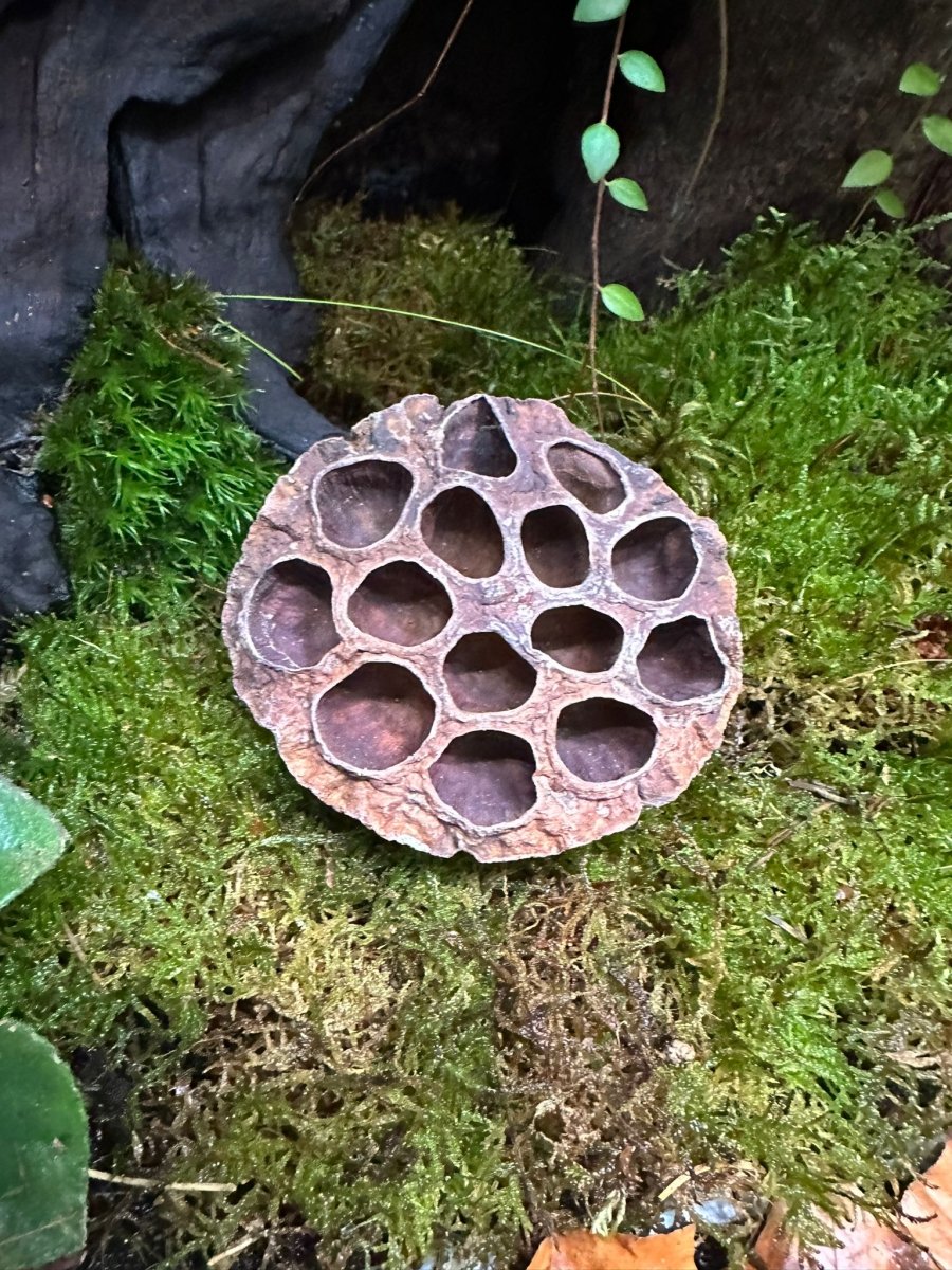 Lotus - TerraLife