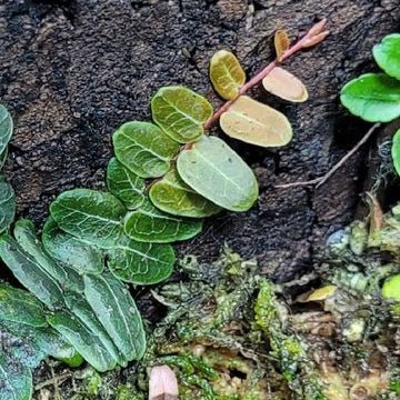 Marcgravia SP Melon - TerraLife