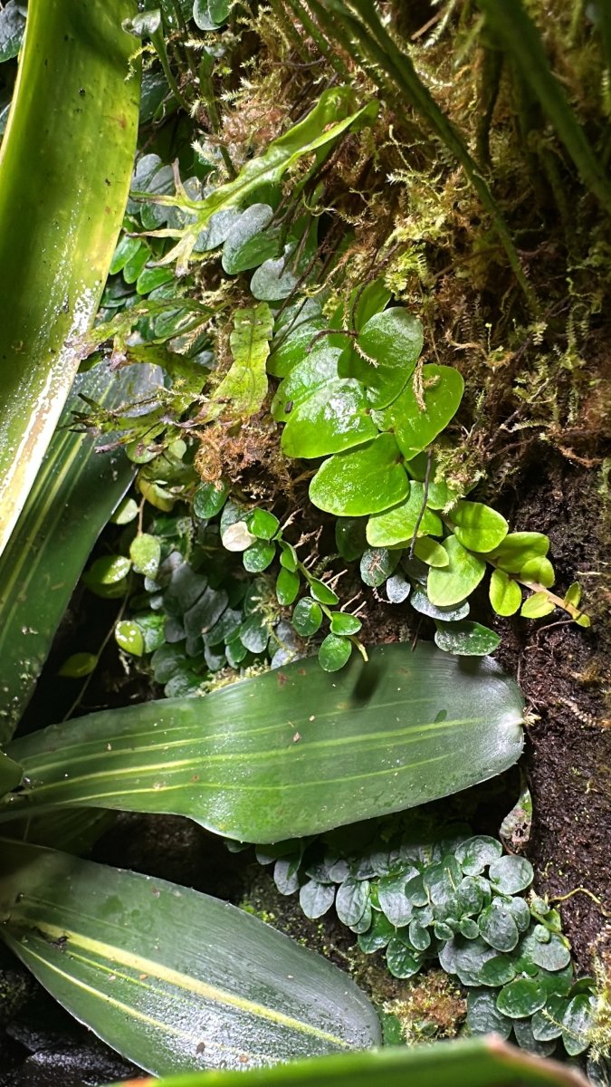 Marcgravia SP Mini Green - TerraLife