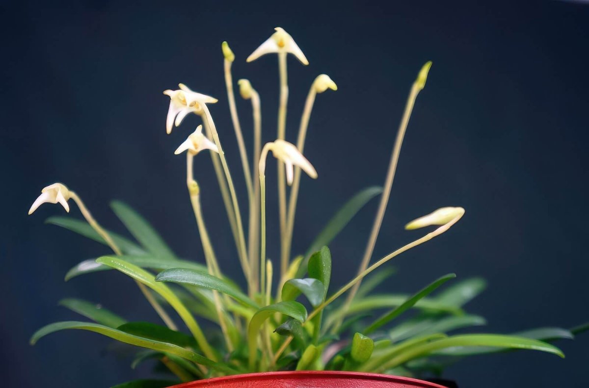 Masdevallia minuta – Orchidée Miniature à Fleurs Blanches pour Terrarium Tropical - TerraLife