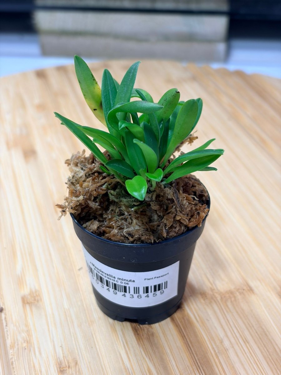 Masdevallia minuta – Orchidée Miniature à Fleurs Blanches pour Terrarium Tropical - TerraLife