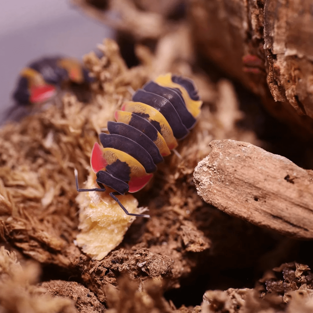 Merulanella SP Tricolor - TerraLife