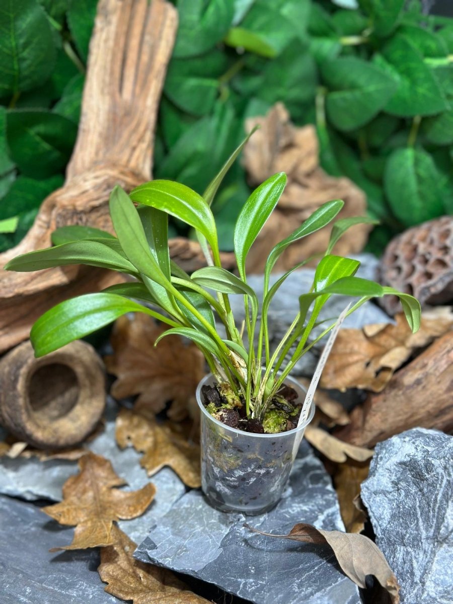 Mini Orchidees Masdevallia Polysticta - TerraLife