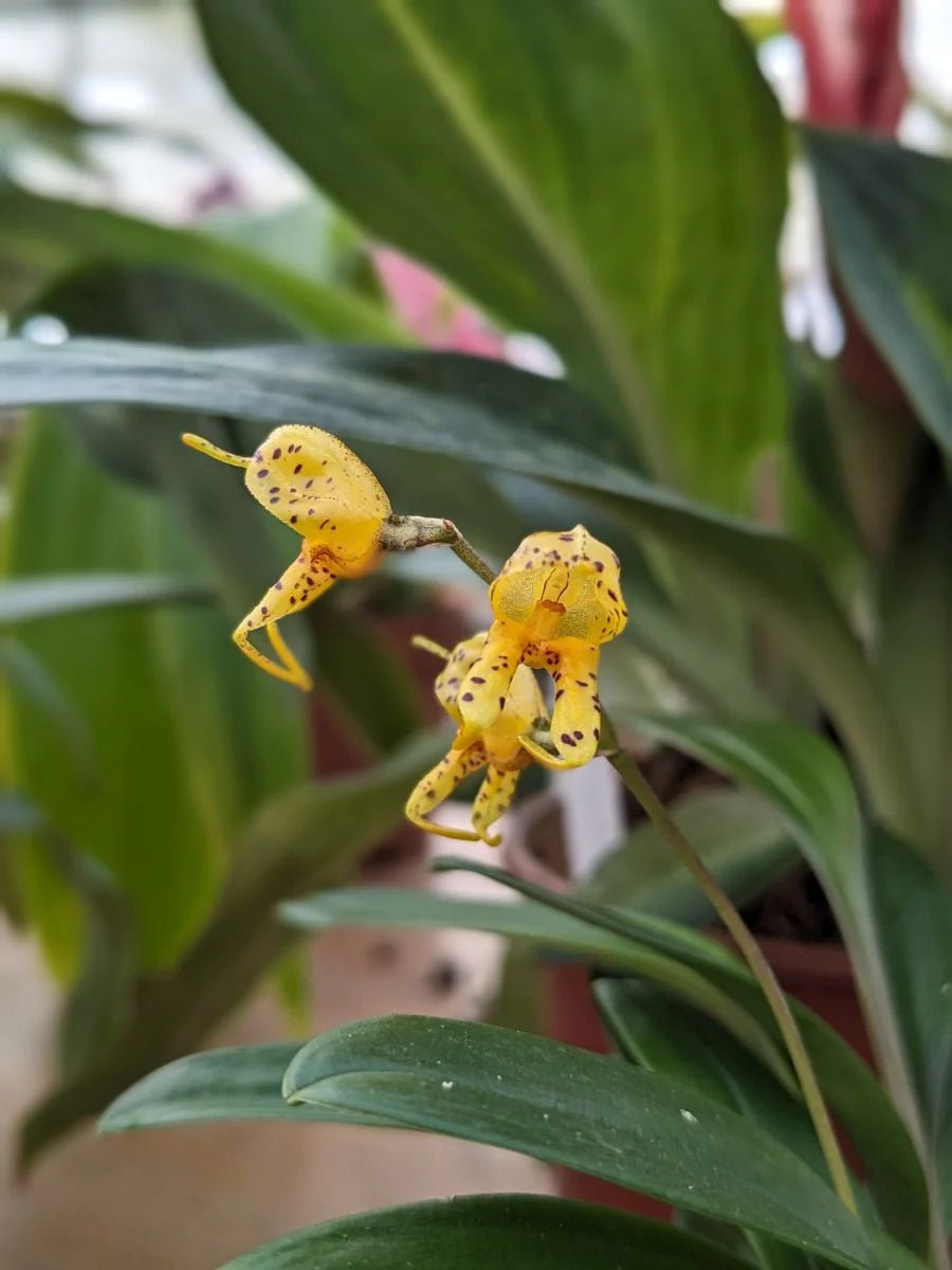 Mini Orchidees Masdevallia Polysticta - TerraLife