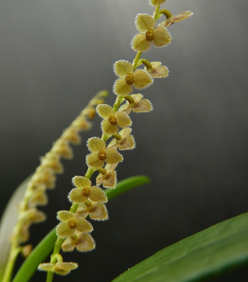 Mini Orchidees Stelis Itatiayae - TerraLife