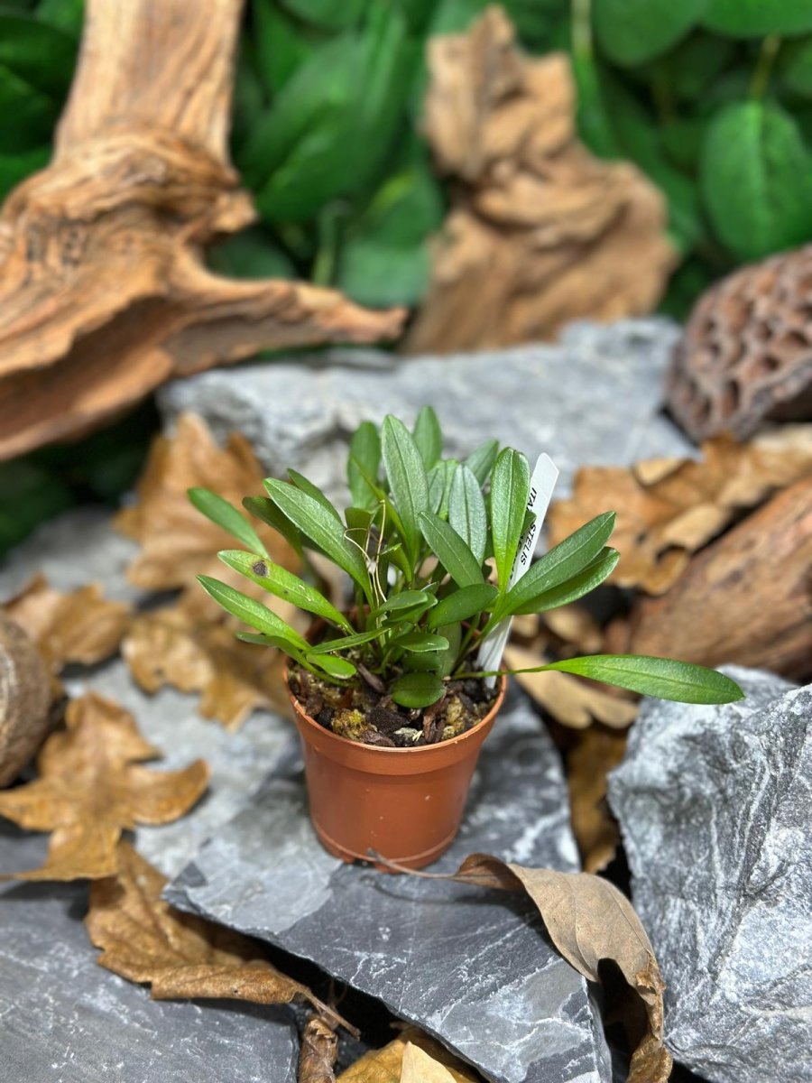 Mini Orchidees Stelis Itatiayae - TerraLife