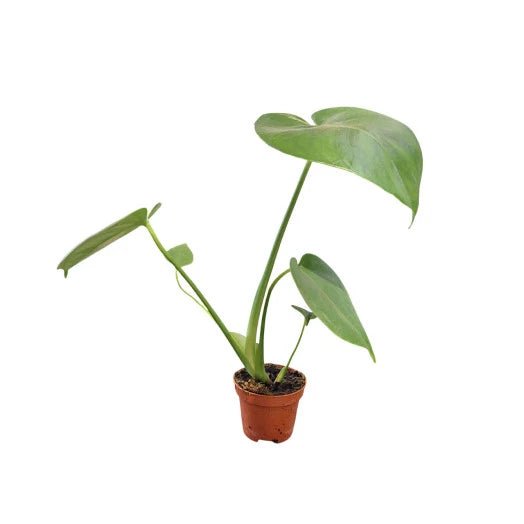 Monstera Deliciosa - Plante Terrarium - TerraLife