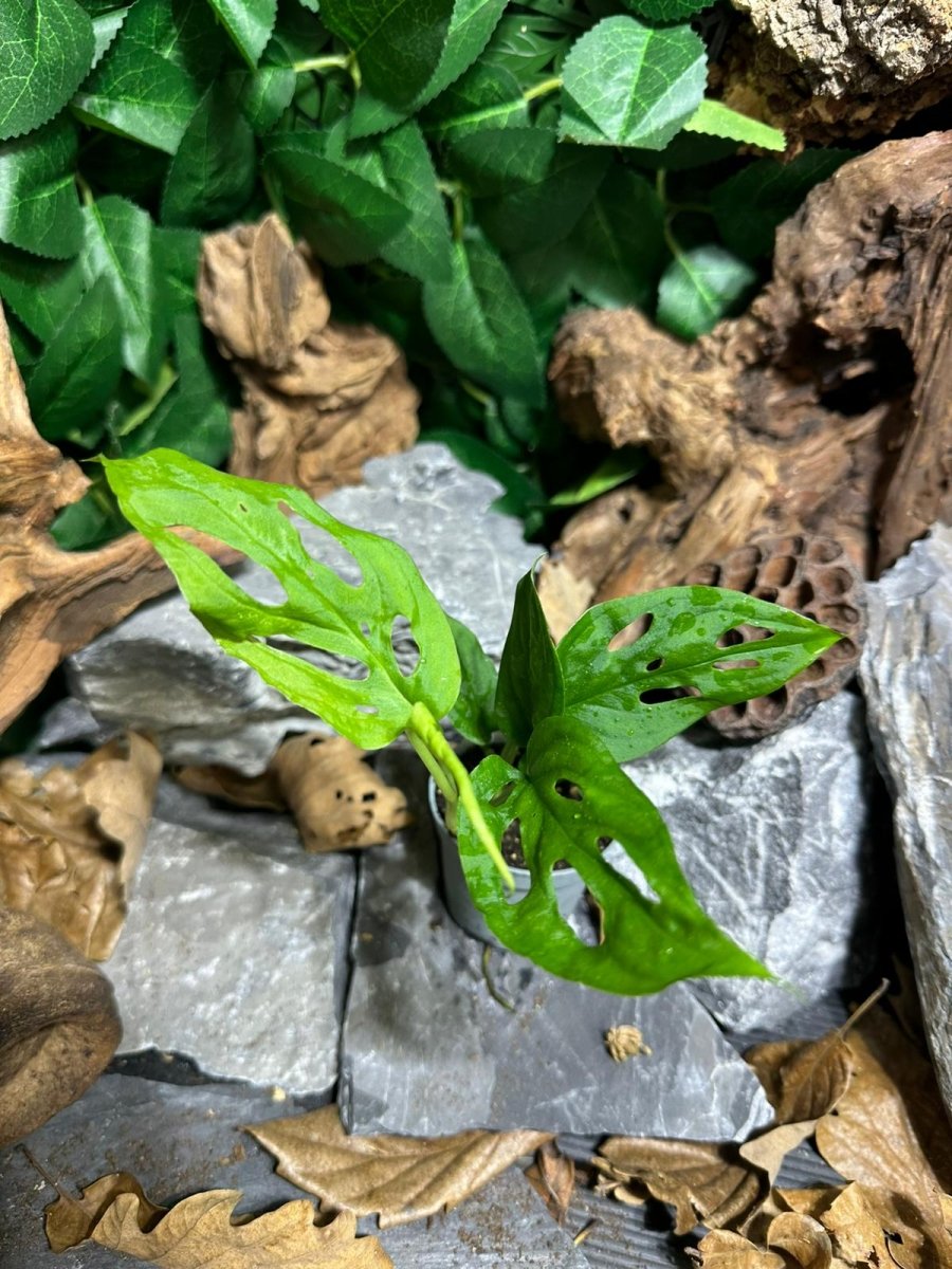 Monstera Obliqua - TerraLife