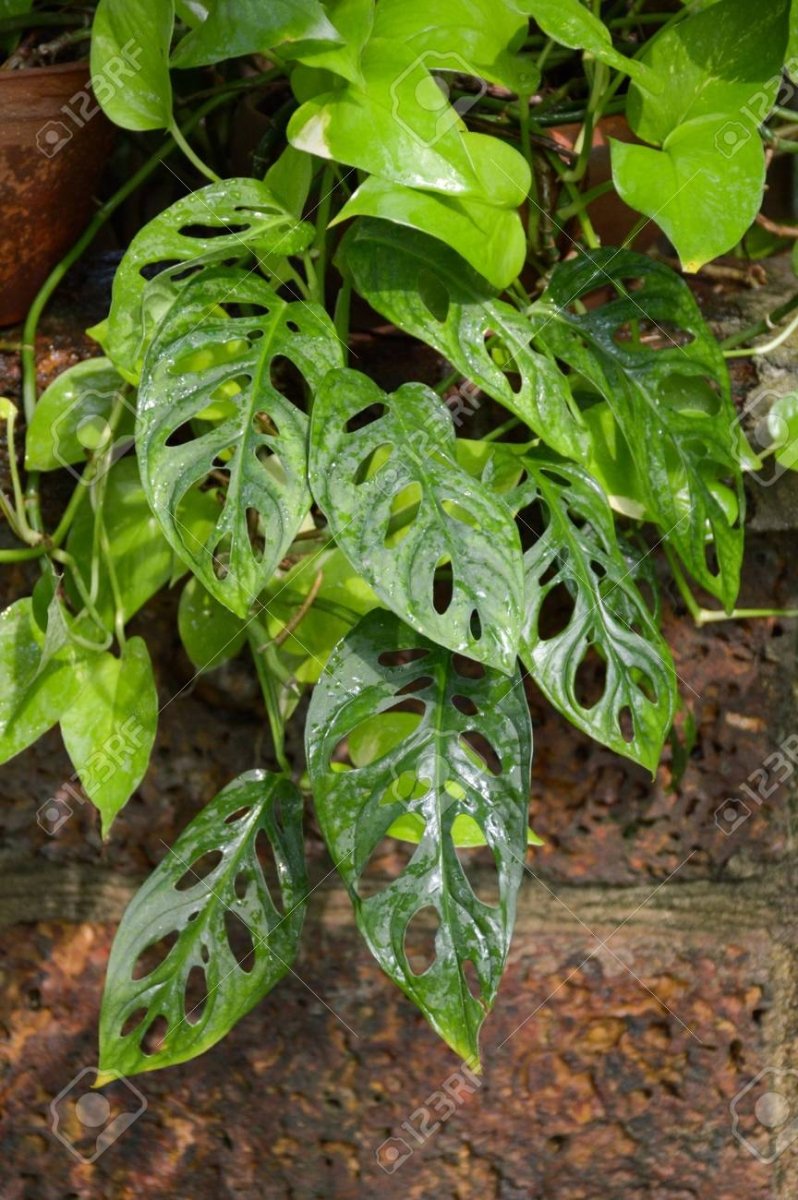 Monstera Obliqua - TerraLife