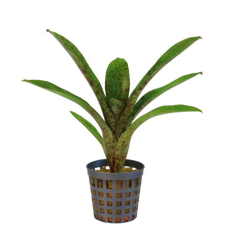 Neoregelia "Atlantis" - TerraLife