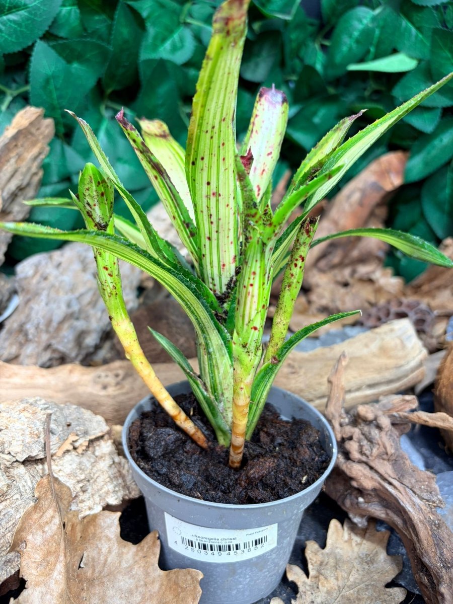 Neoregelia Chrissi – Broméliacée tropicale décorative - TerraLife