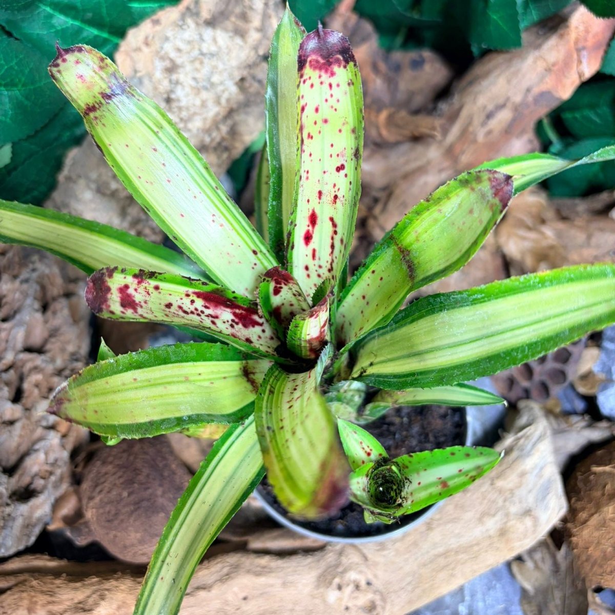 Neoregelia Chrissi – Broméliacée tropicale décorative - TerraLife