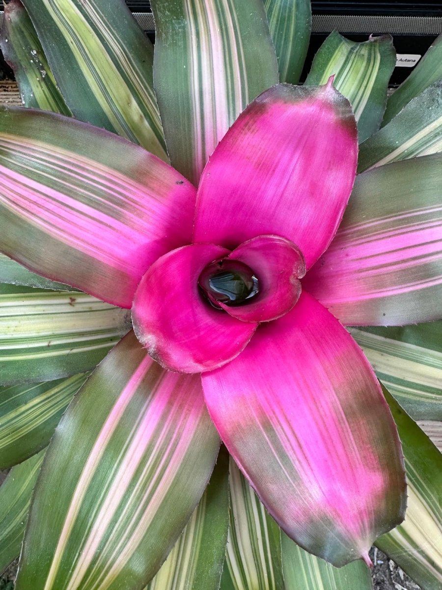 Neoregelia Cookie - TerraLife