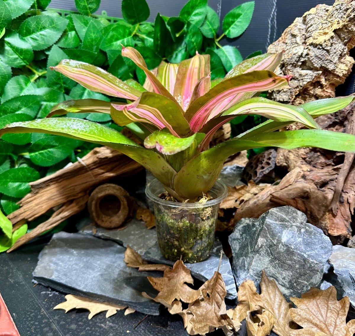 Neoregelia Cookie - TerraLife