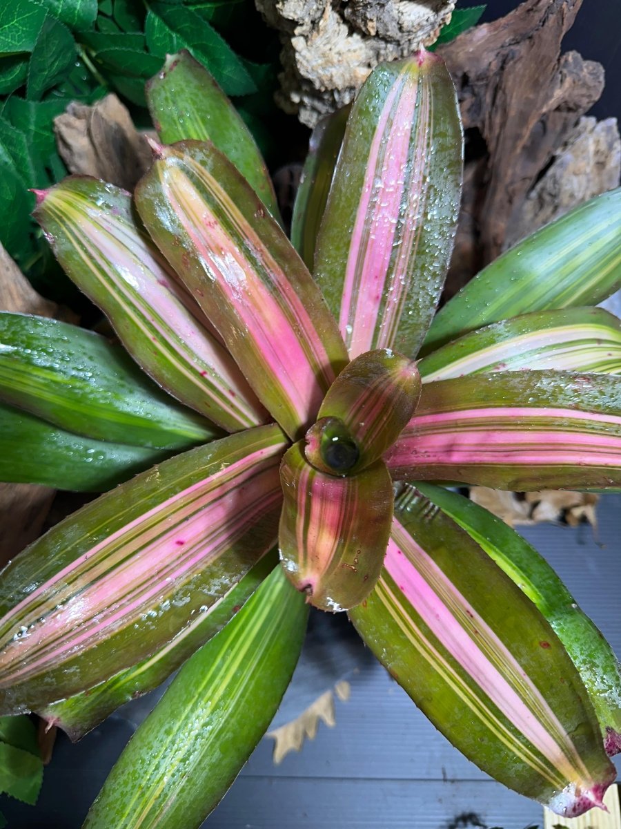 Neoregelia Cookie - TerraLife