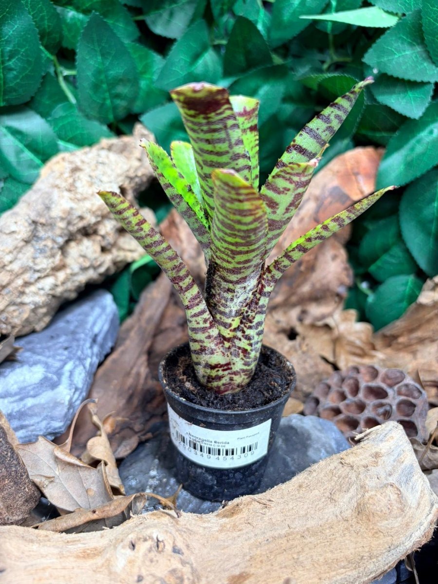Neoregelia Flerida – Broméliacée tropicale colorée - TerraLife
