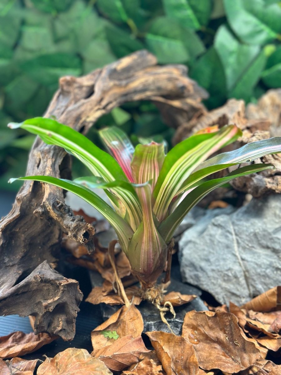 Neoregelia Iris sp - TerraLife