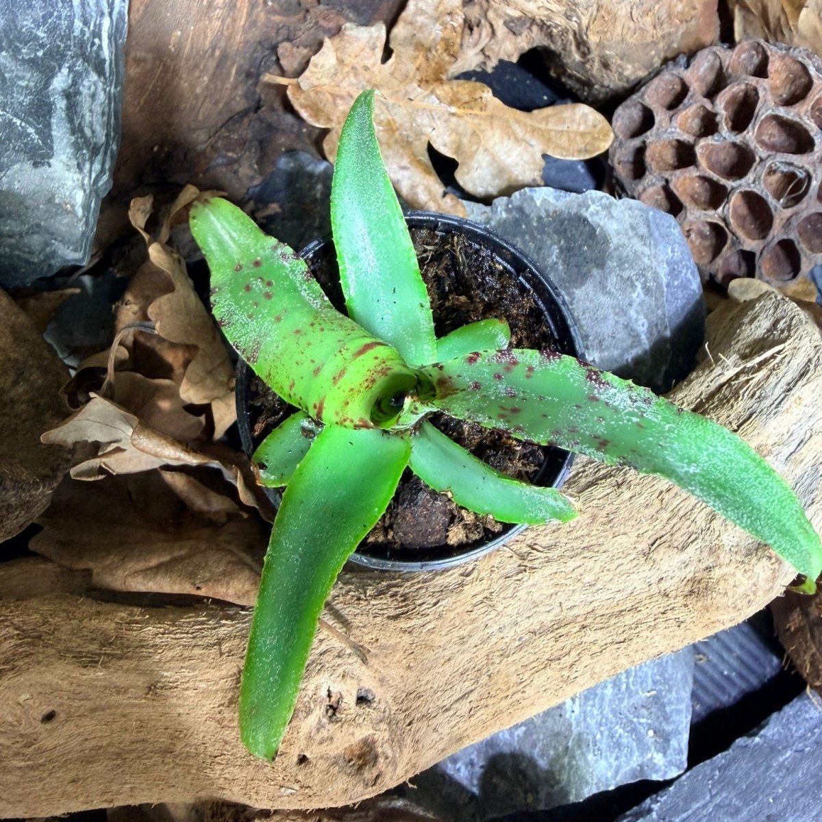 Neoregelia Liliputana – Broméliacée miniature pour terrarium - TerraLife