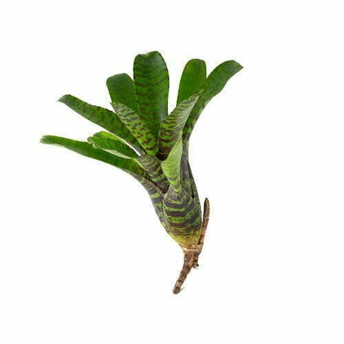 Neoregelia Punctatissima – Broméliacée tachetée tropicale - TerraLife