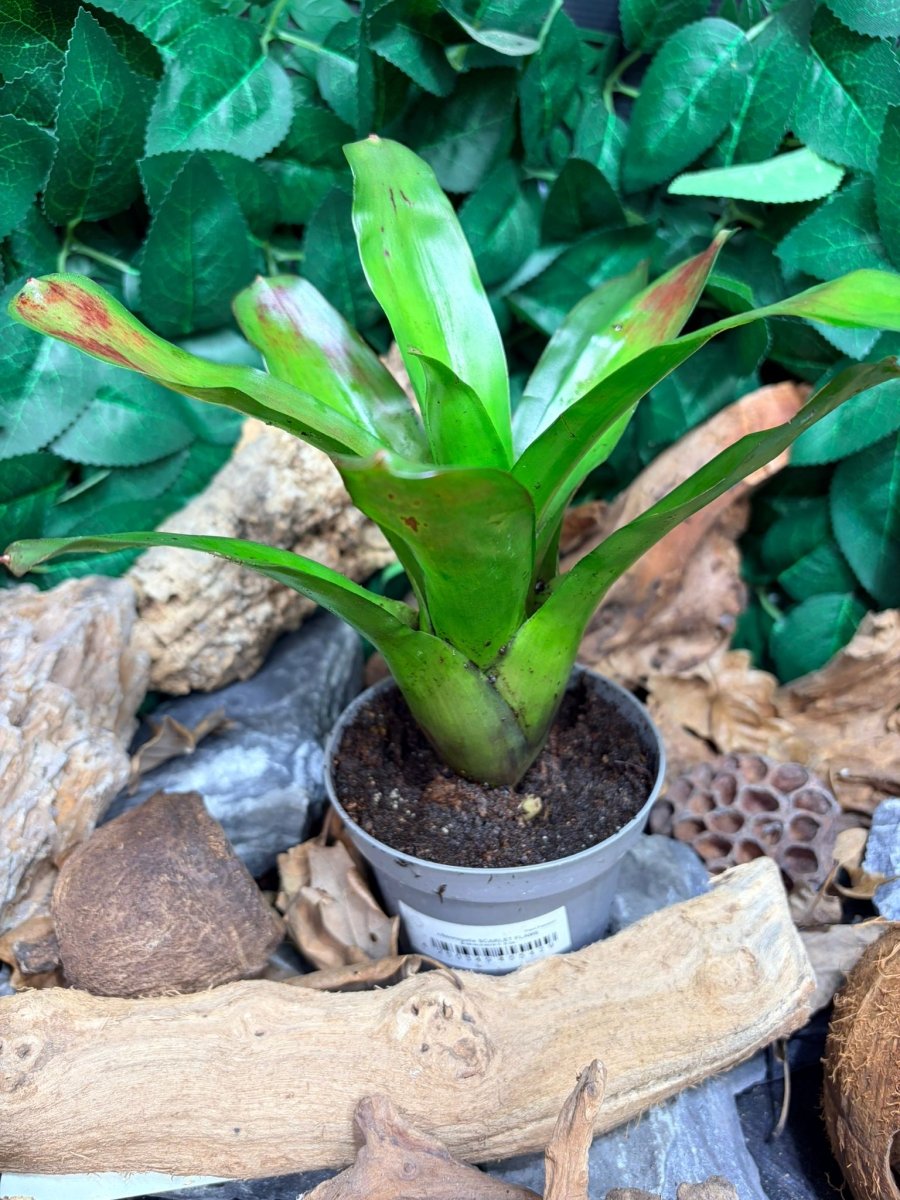 Neoregelia Scarlet Flame – Broméliacée aux tons rouge - TerraLife