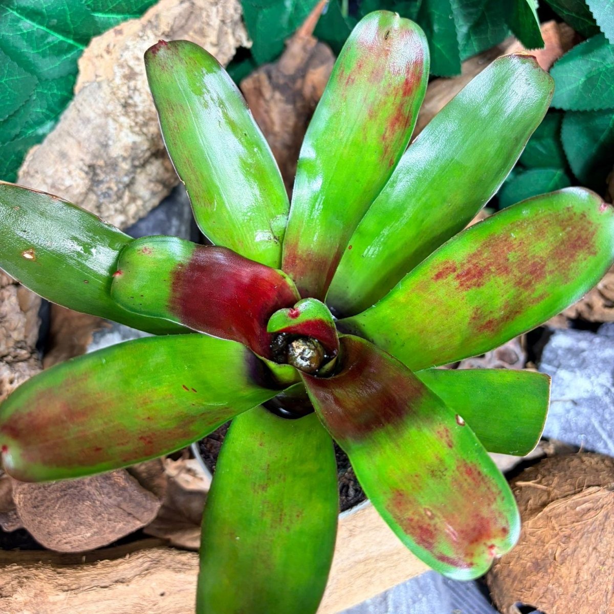 Neoregelia Scarlet Flame – Broméliacée aux tons rouge - TerraLife