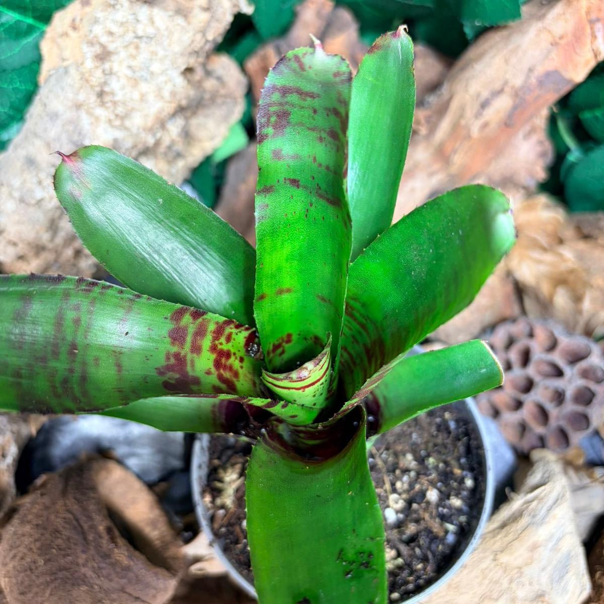 Neoregelia Screaming Tiger – Broméliacée tropicale rayée - TerraLife