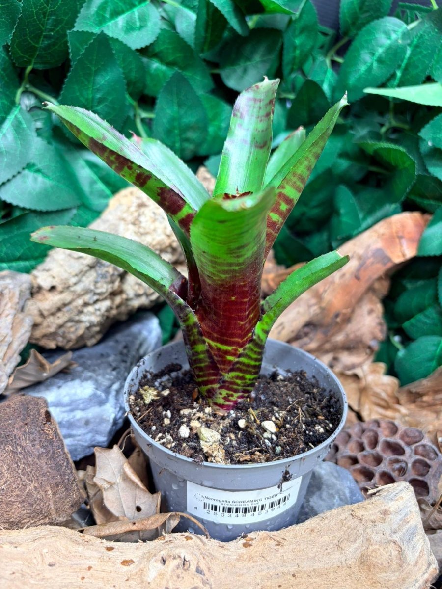 Neoregelia Screaming Tiger – Broméliacée tropicale rayée - TerraLife