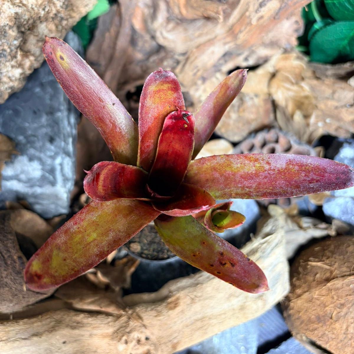 Neoregelia Xantipa - Broméliacée tropicale décorative - TerraLife