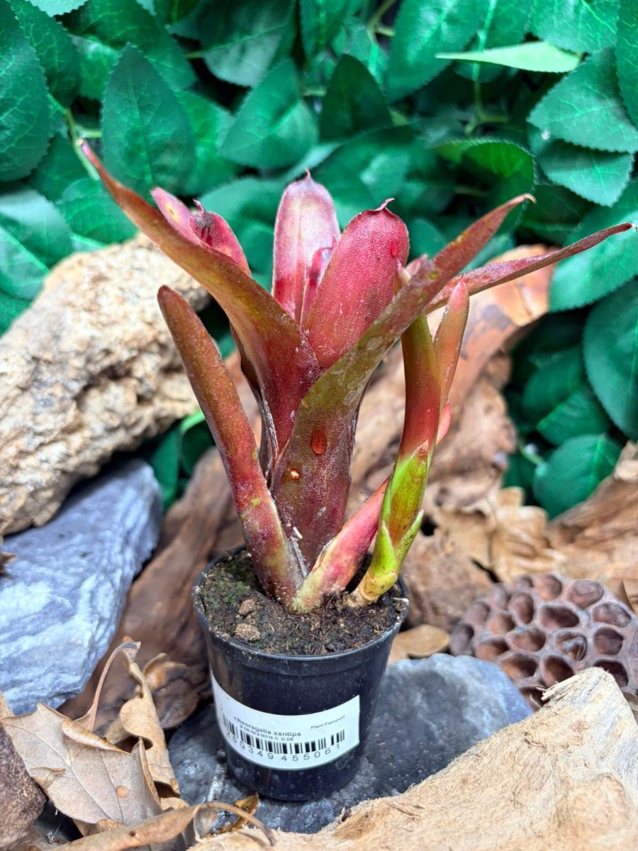 Neoregelia Xantipa - Broméliacée tropicale décorative - TerraLife