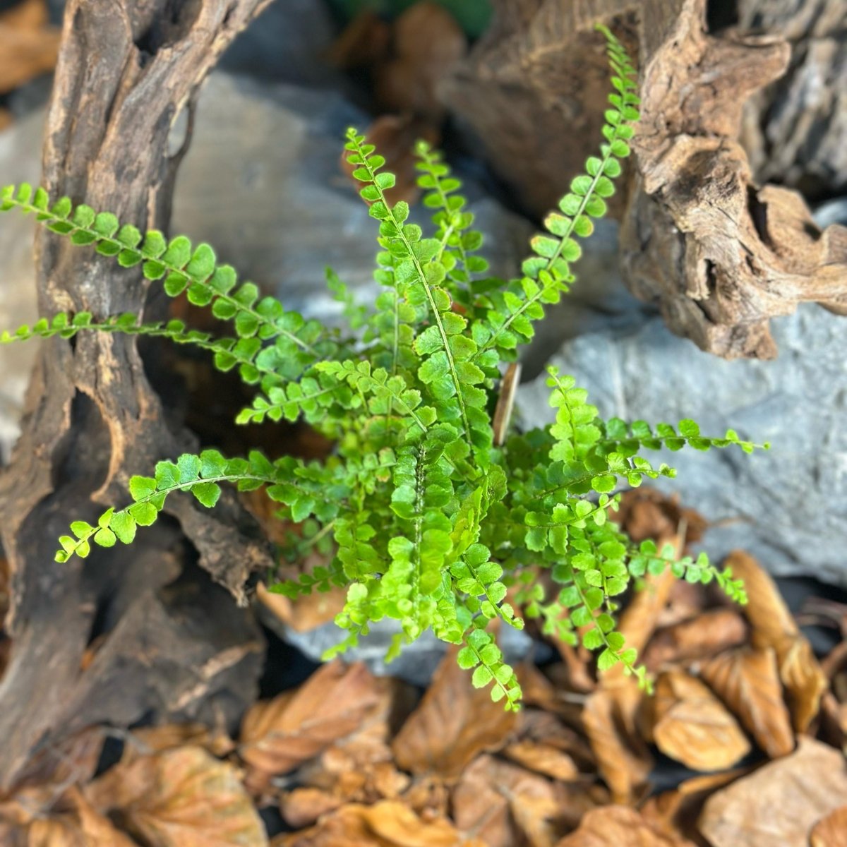 Nephrolepis Duffii - TerraLife