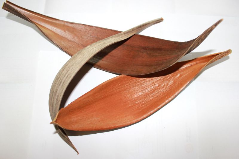 Palm Medium - TerraLife