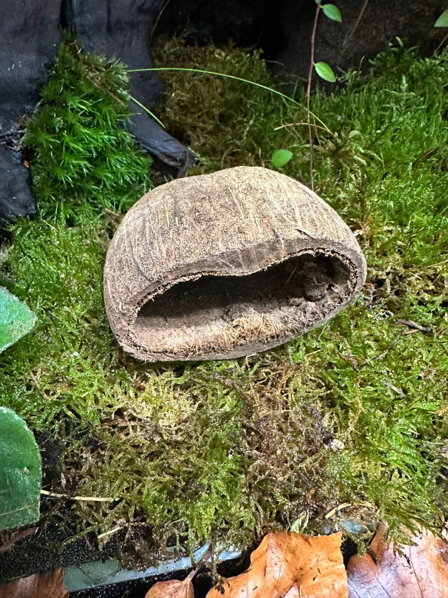 Palm Pod - TerraLife