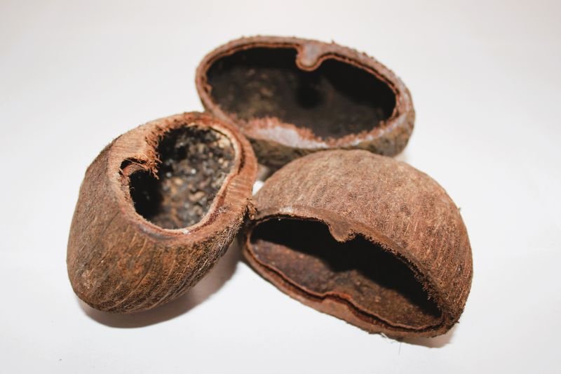 Palm Pod - TerraLife