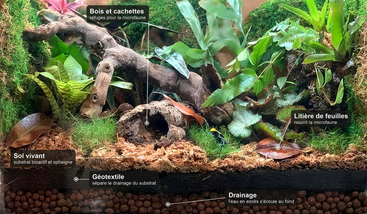 Démarrer ton terrarium bioactif