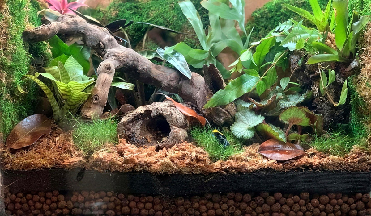 Démarrer un terrarium bioactif